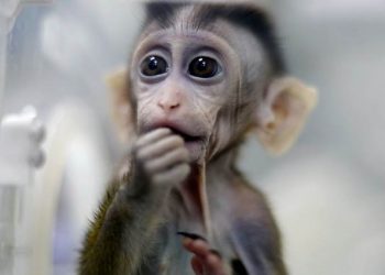 Chinese scientists successfully clone five gene-edited monkeys