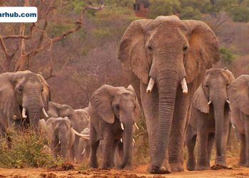 Siraha locals terrorized by wild elephants