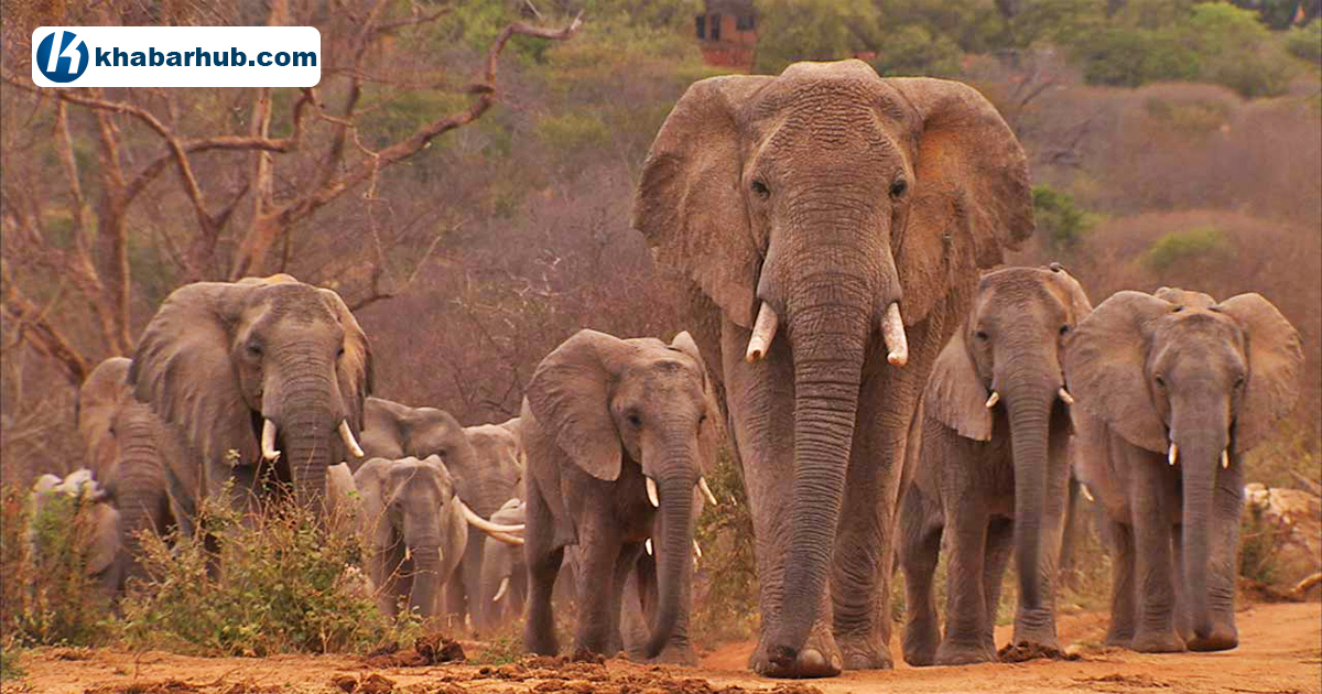 Electric fencing put in place around Nichajhoda Jungle to ward off wild elephants