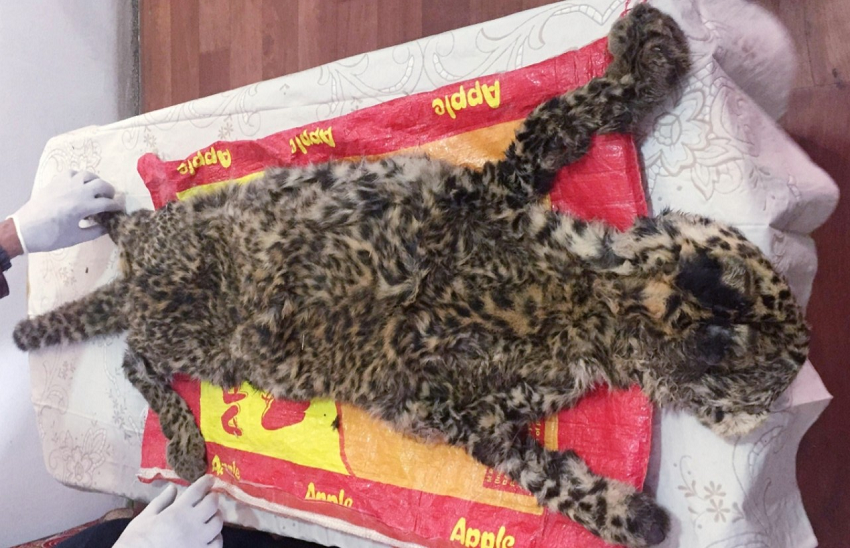 Two arrested with bear’s bile and leopard hide