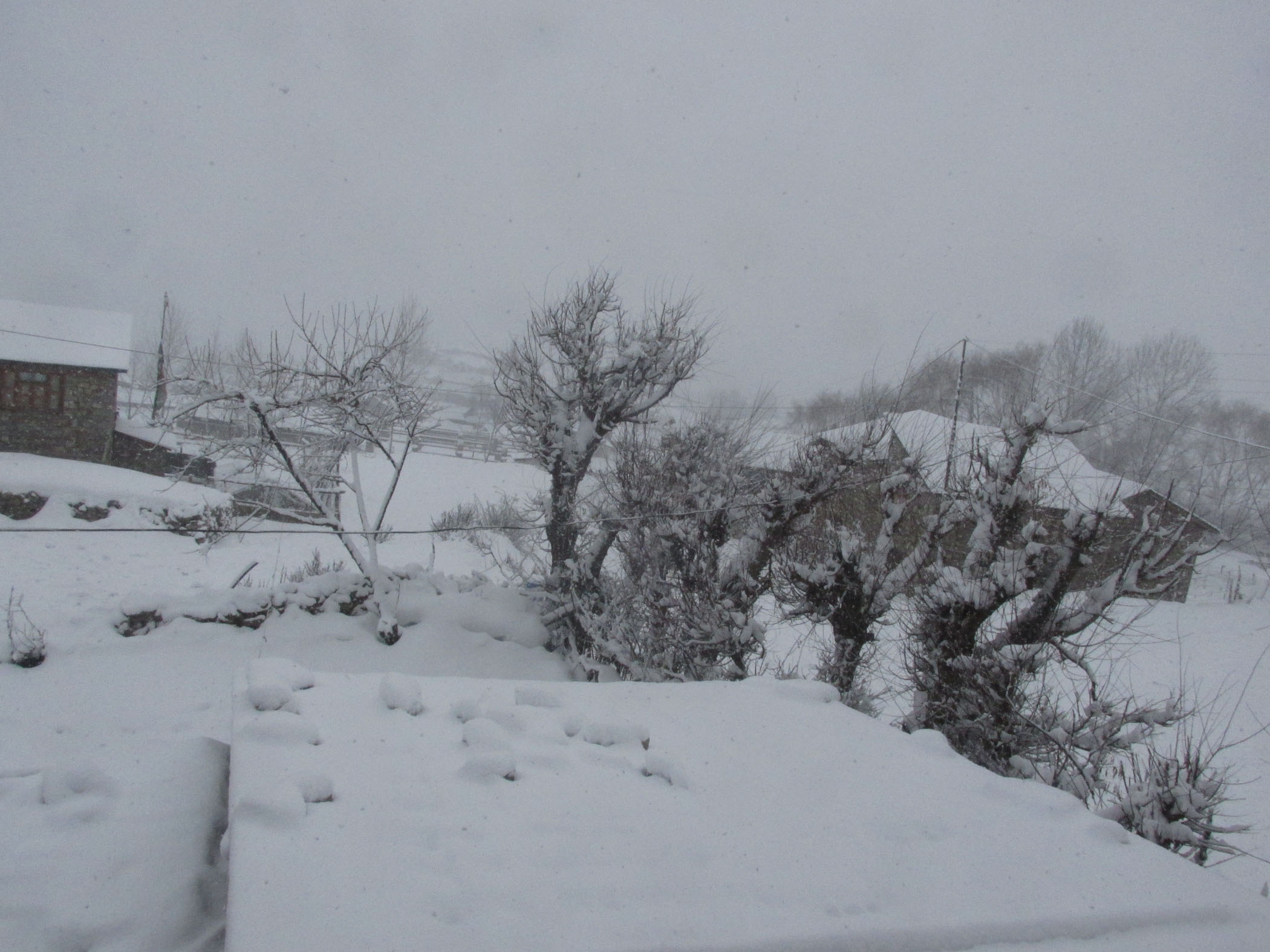 Snowfall affects collection of yarsagumba in Manang