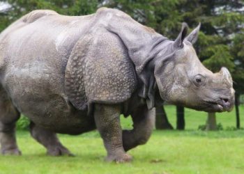 Nepal boasts of 645 one-horned rhinos