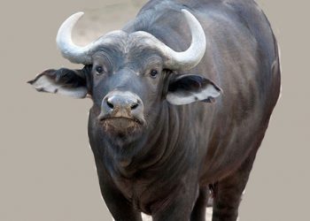 One died from a buffalo attack