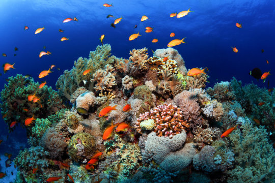 Climate change could make corals go it alone