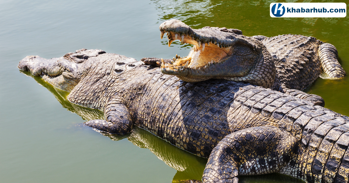 Gharial crocodiles at risk