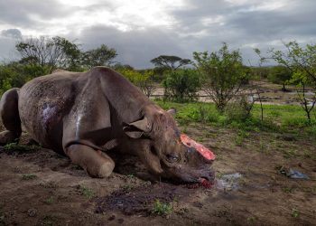 19 out of 41 dead rhinos found decomposed