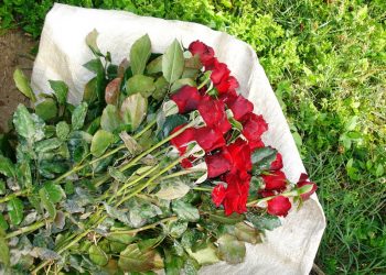 Valentine Day: Demand of “Red Rose” on a rise