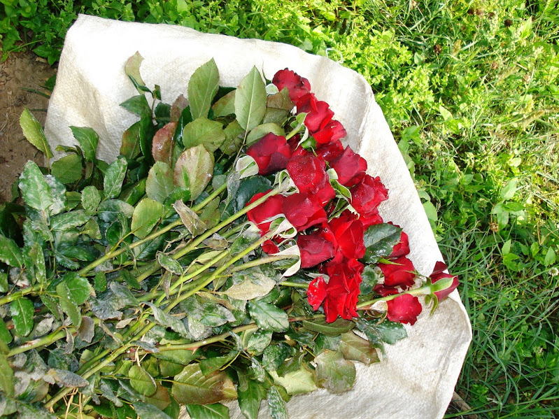 Valentine Day: Demand of “Red Rose” on a rise