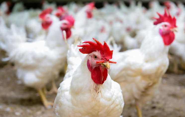 Bird flu spreads in 13 districts, govt appeals for high vigilance