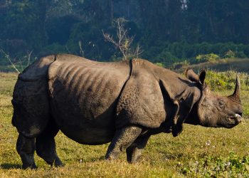 41 rhinos die in eight months