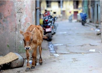 SC petition seeks protection of stray cows and oxen