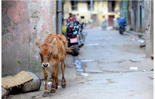 More than 18,000 cows infected with lumpy skin disease in Bagmati Province