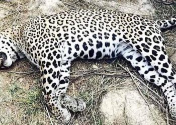 Dogs kill leopard