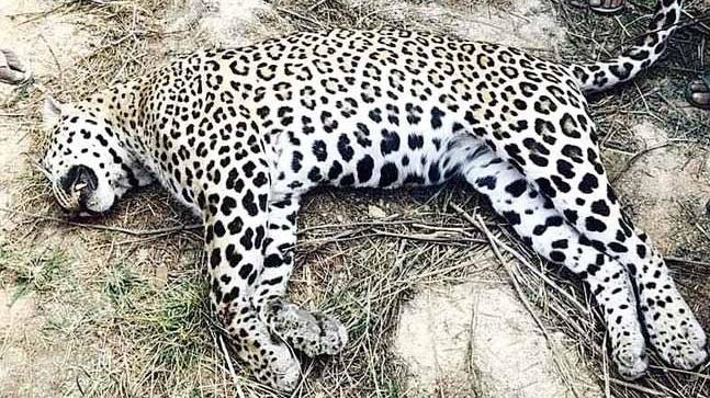 Dogs kill leopard
