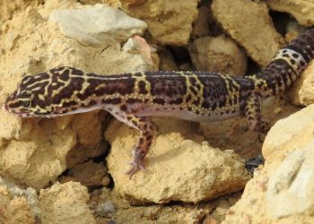 Nepal is home to new species of lizard