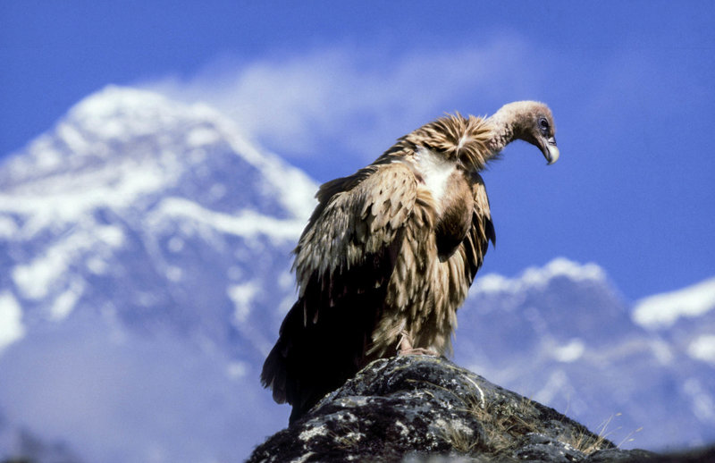 International Vulture Awareness Day: Vultures increasing with ban of diclofenac