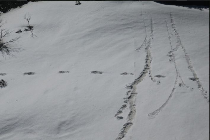 Yeti footprints sighted at Makalu-Barun National Park: Indian Army