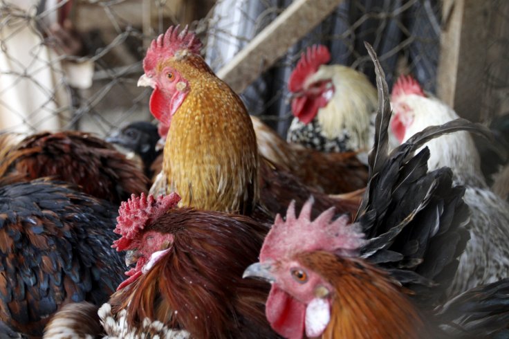 Bird flu confirmed in 116,000 chickens in Chitwan
