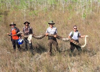 Scientists capture a record 17-foot-long python in Florida