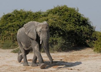 Woman dies in elephant attack