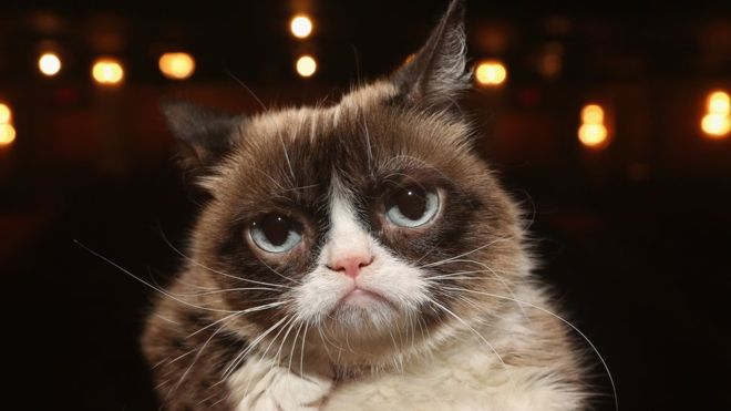 Grumpy Cat dies at seven