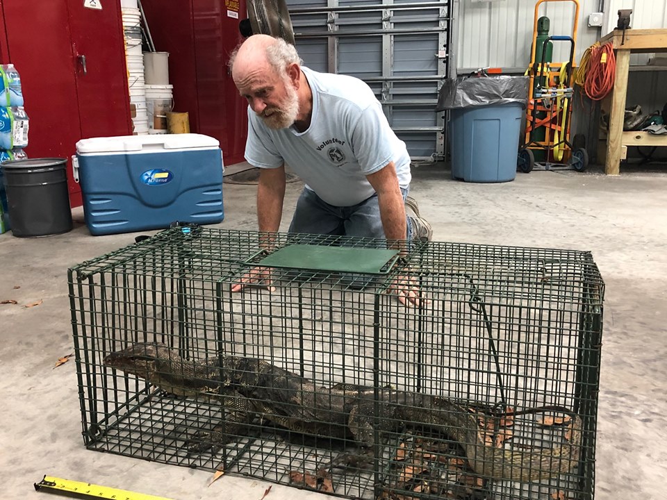 Florida wildlife officials catch big lizard