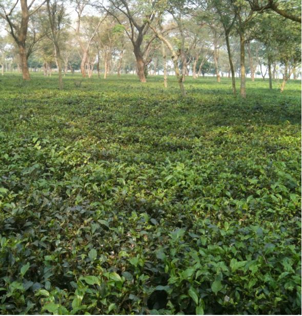 Tea producers demand chemical fertilizers