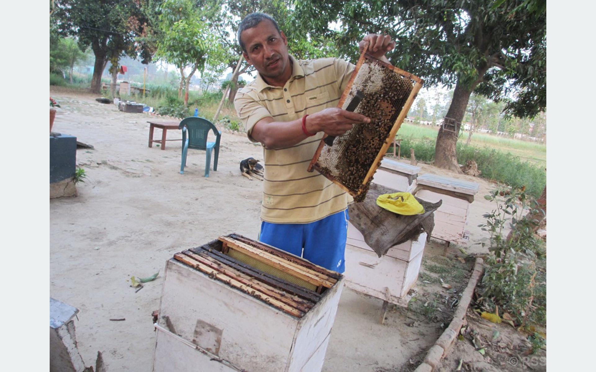 Former national kushti player turns beekeeper