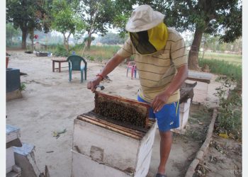 Domesticated bee’s honey production sees decline in Lamjung due to adverse weather