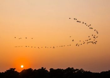 Explained: Reasons behind bird migration