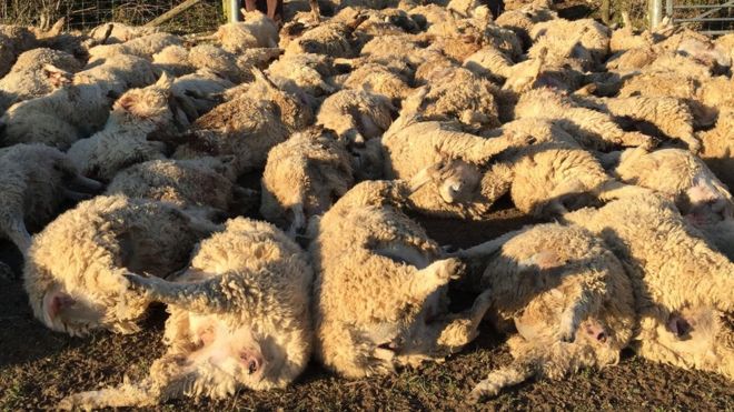 Lightning struck 45 sheep dead in Myagdi