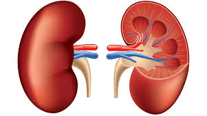Keeping kidneys healthy