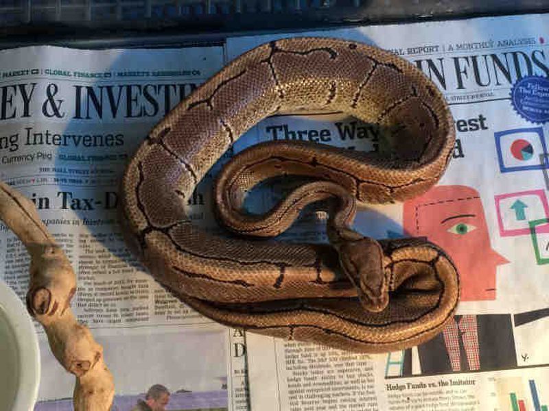 Shortage of anti-snake venom hits patients