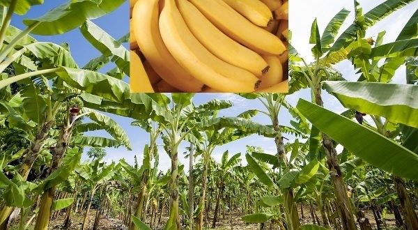 Banana farming creates jobs for 60,000 youths