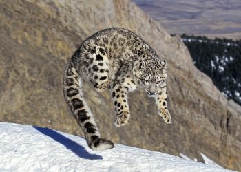 Survey reveals 120 snow leopards in Dolpa