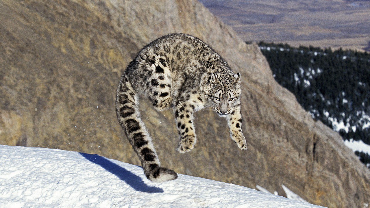 Survey reveals 120 snow leopards in Dolpa