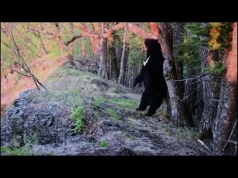 Bear enjoys a backrub on tree (with video)