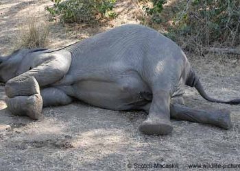 Wild elephant found dead in Jhapa
