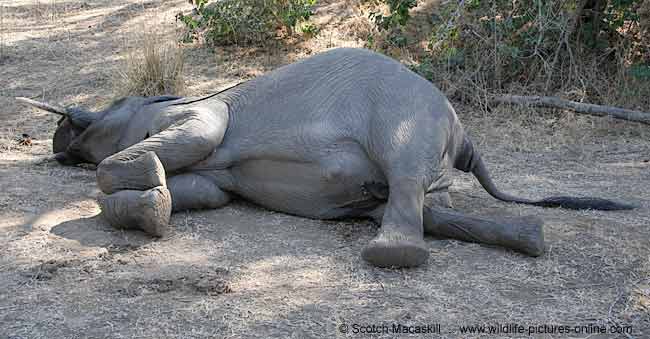 Elephant dies of electric shock in Saptari
