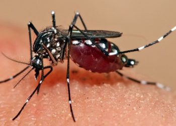 Lalitpur reports more cases of dengue