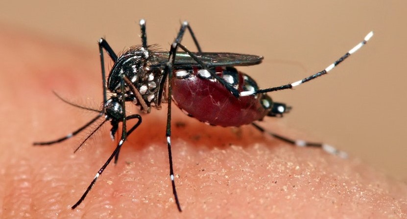 12 staffers including 3 doctors infected with dengue virus