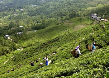 Historic tea estate of Nepal shrinking