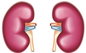 Five ways to keep kidney healthy