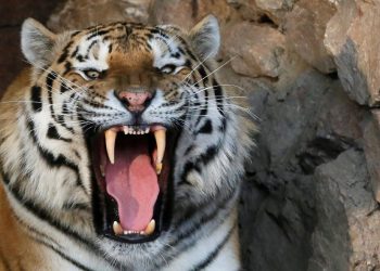 Tiger kills one in Chitwan