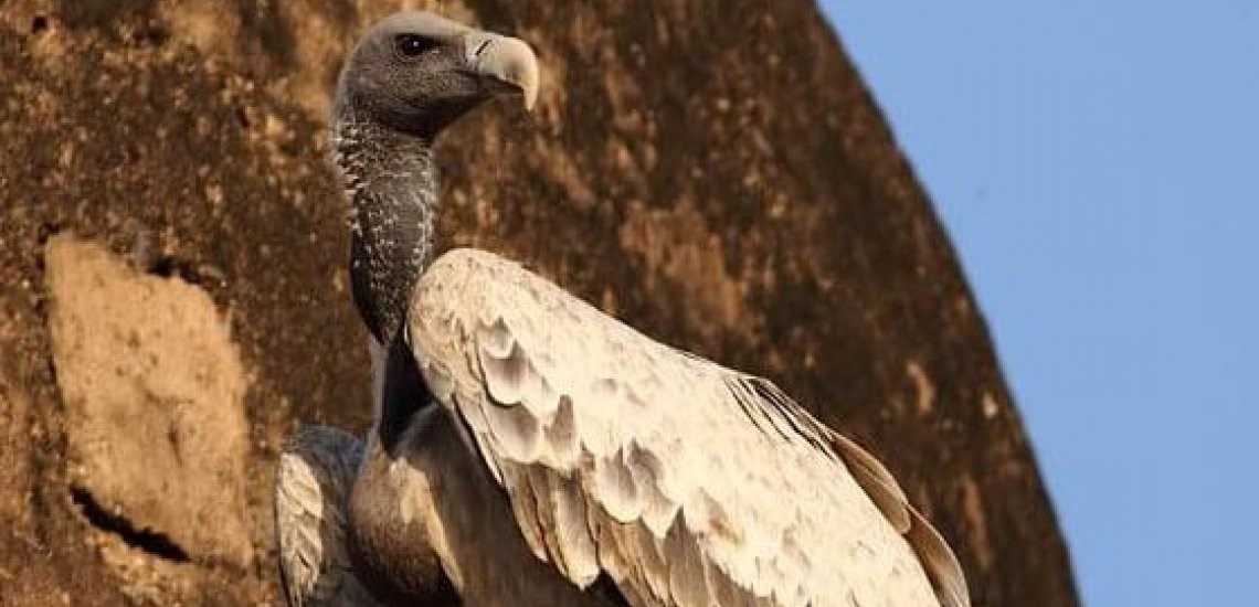 Increasing number of vultures in Kanchanpur encourage conservationists
