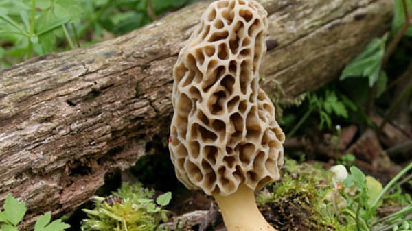 Four of same family ill after eating wild mushroom