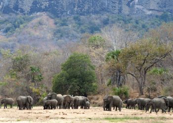 Locals terrorized as wild tuskers create mayhem