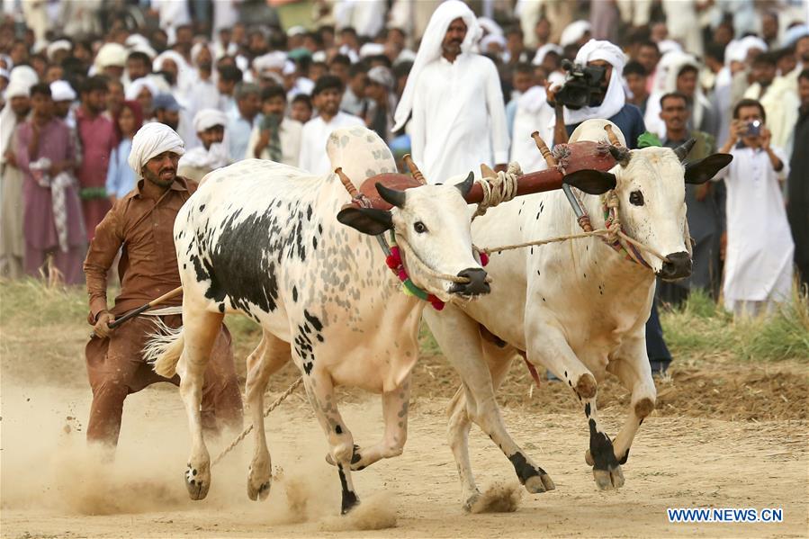 In pics: Traditional bull race held in Pakistan