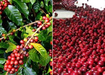 Annual production of coffee 160 thousand kg, Kavre at the top