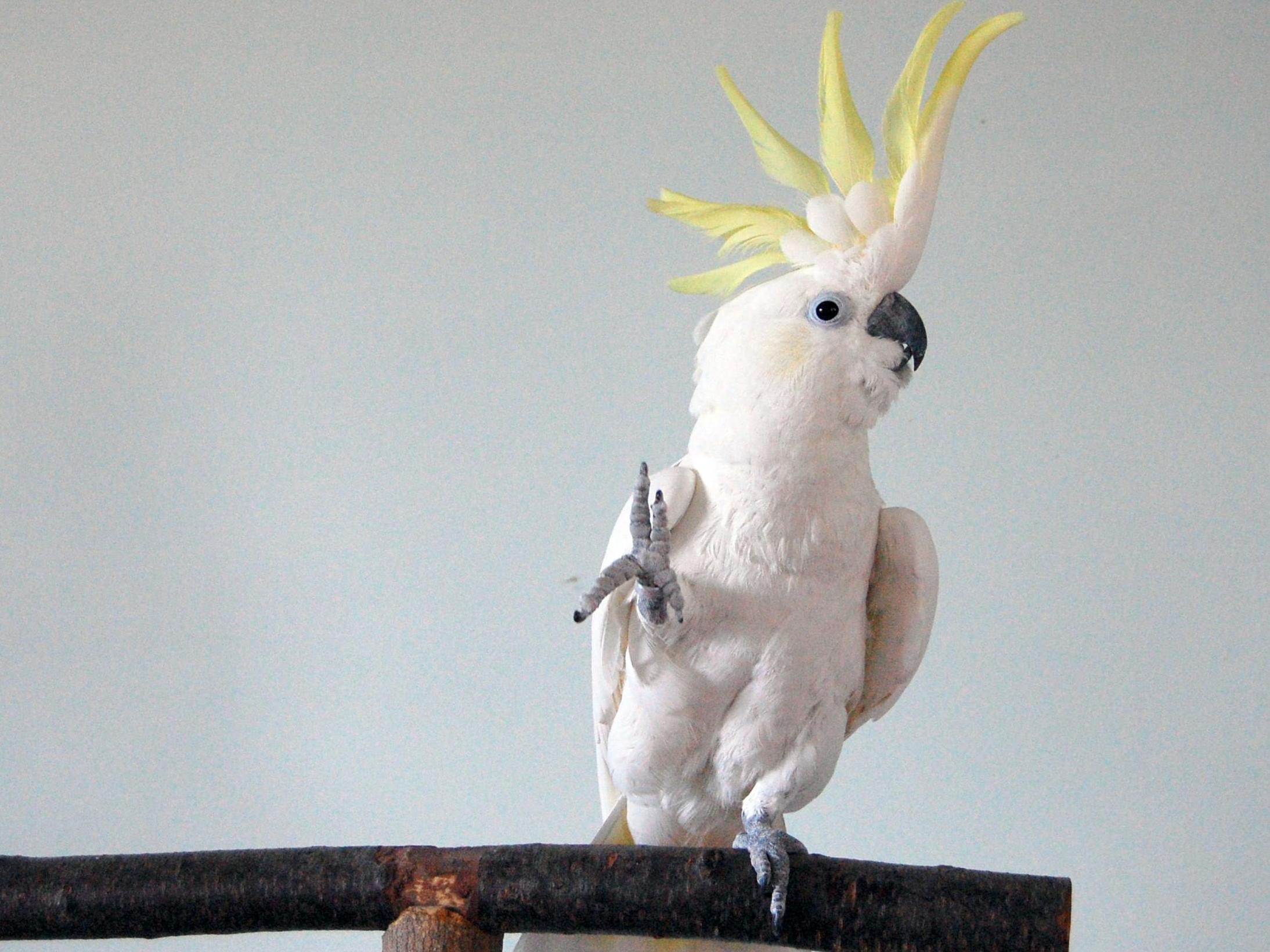 Scientists discover cockatoo has 14 distinct dance moves (with video)